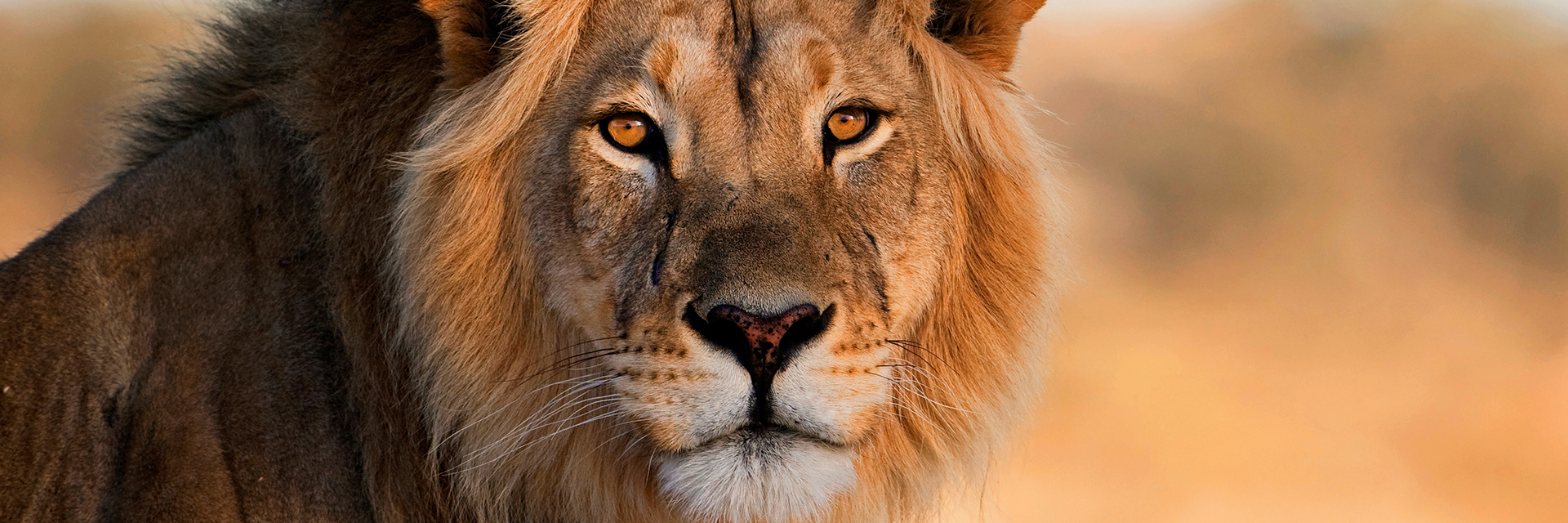 A close up of a lion with a blurry background