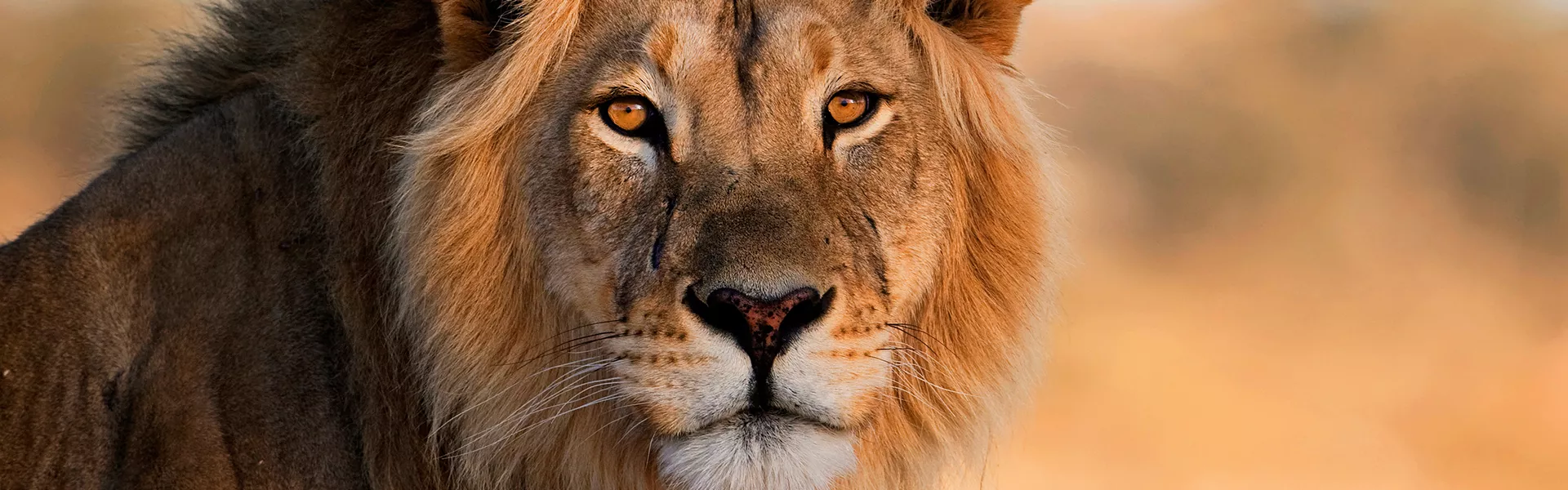 A close up of a lion with a blurry background