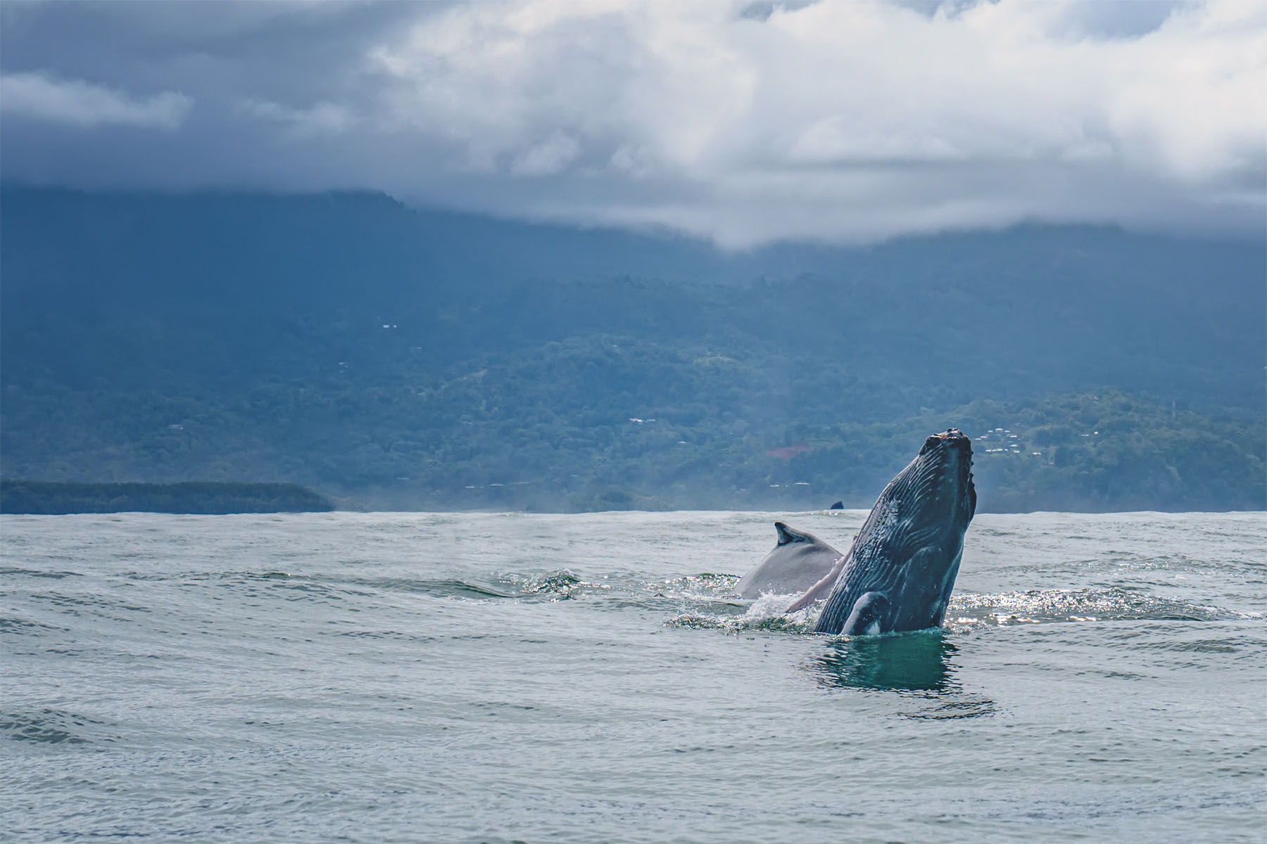 Humpback Whale Breaching
