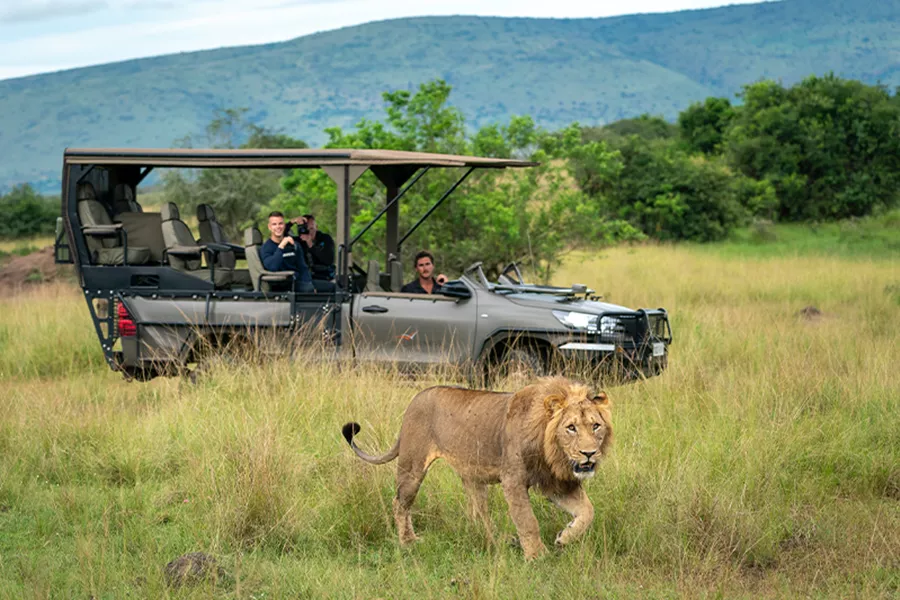 A group of people riding in the back of a safari vehicle taking photo of a lion