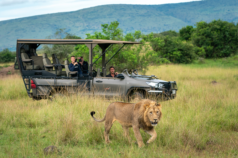 A group of people riding in the back of a safari vehicle taking photo of a lion