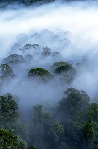 Borneo Danum Valley