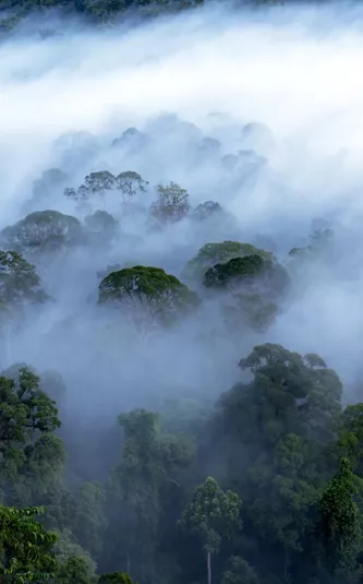 Borneo Danum Valley