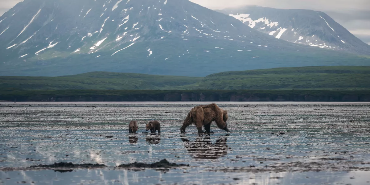 A bear and two cubs walking in Katmai National Park in Alaska
