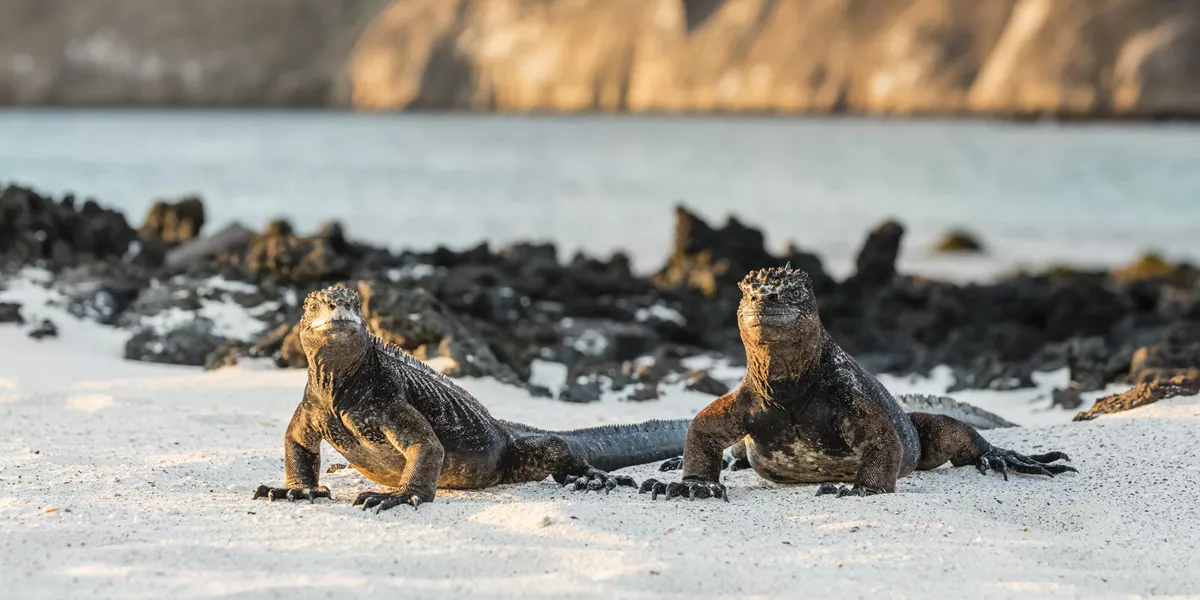 Two marine iguanas sitting on a beach in Galapagos