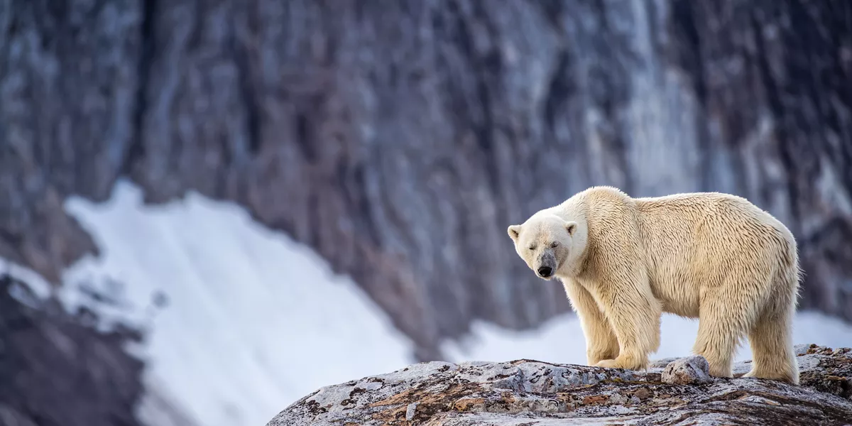Svalbard Young Male Polar Bear