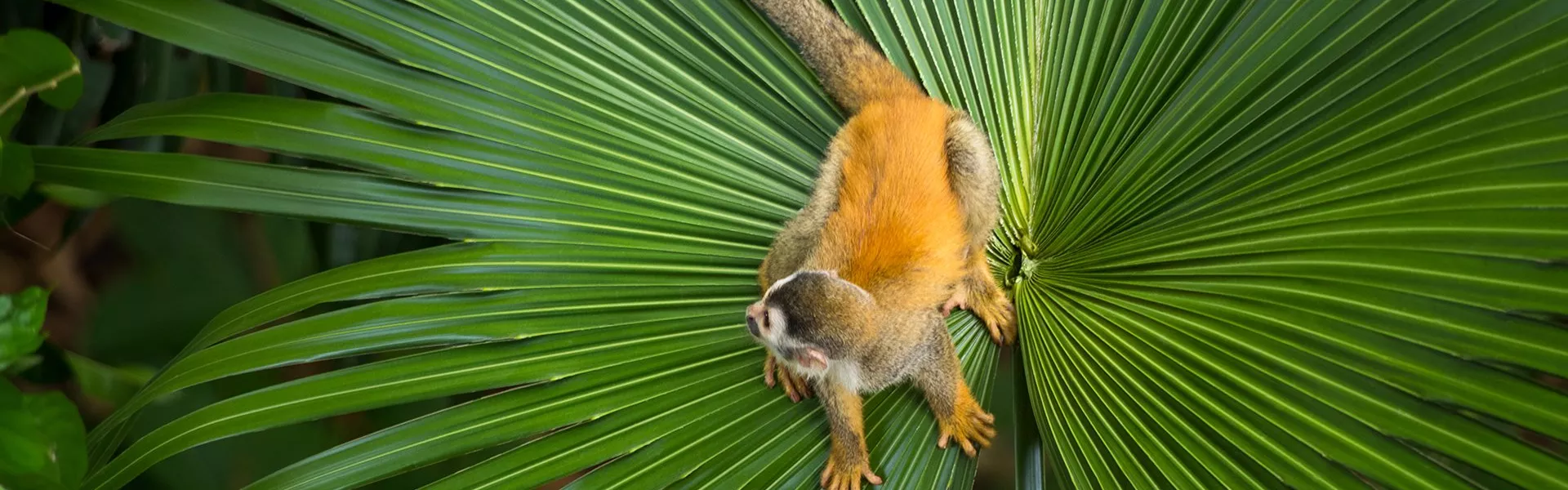 A squirrel monkey climbing up a palm tree 