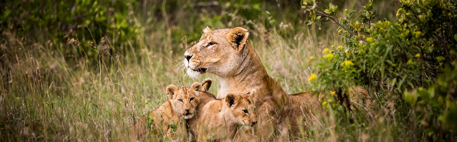Lioness with Cubs in long grass