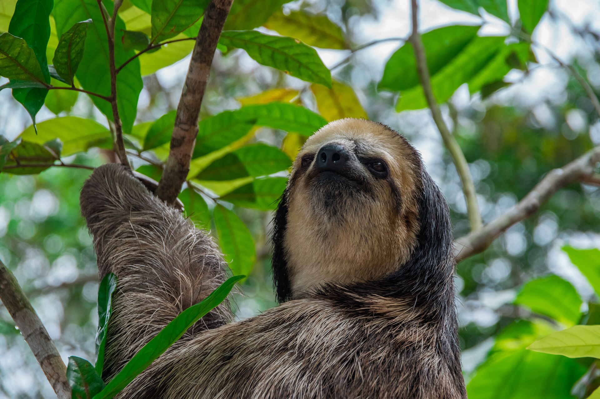 Brazil Amazon Manaus Three Toed Sloth Climbing A Tree