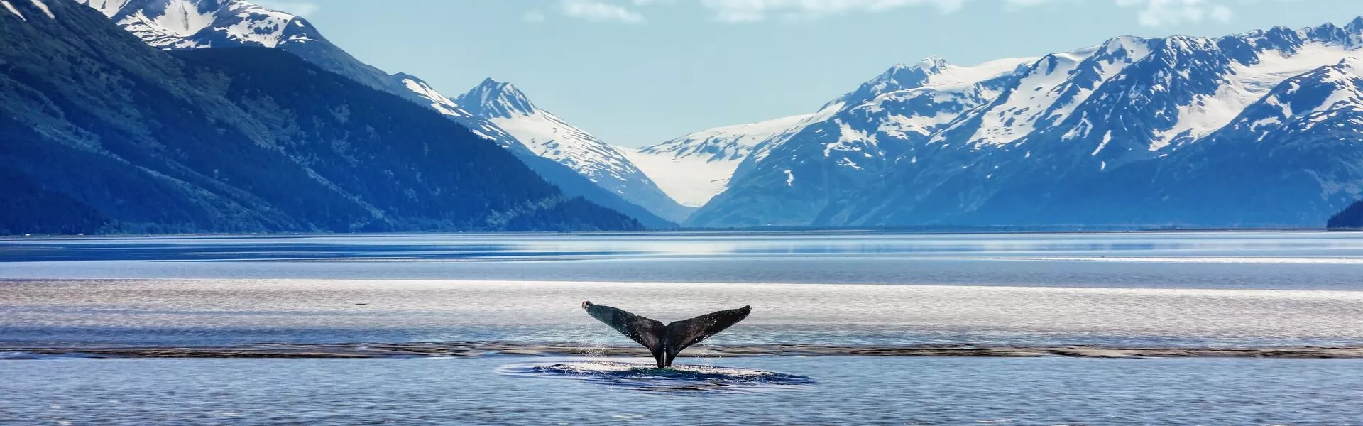 Humpback Whale Tail With Icy Mountains Backdrop Alaska