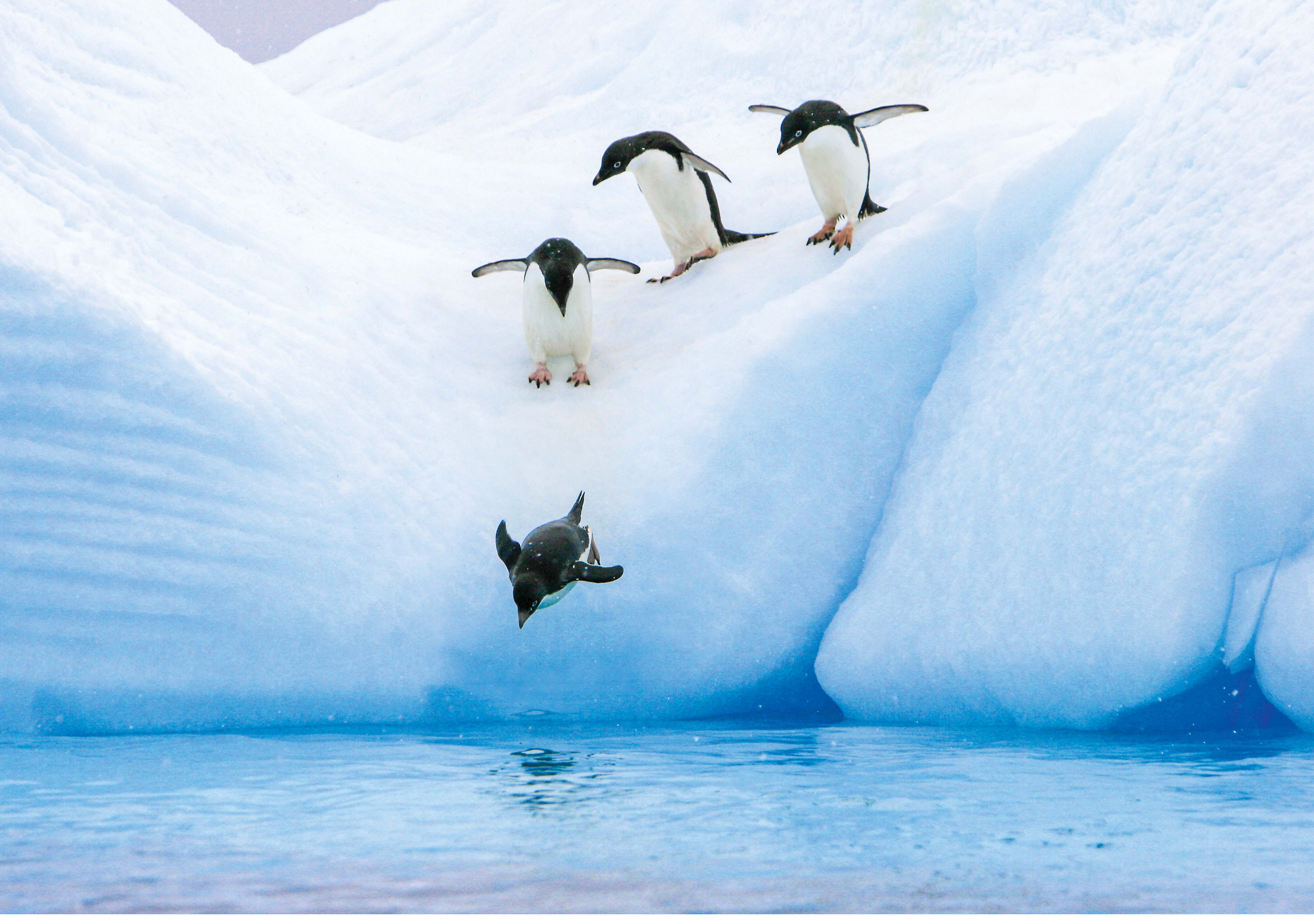 Penguins diving into the water from the snow. 