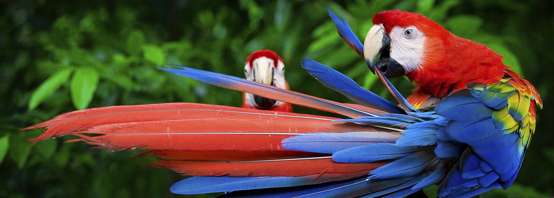 Two colourful parrtos