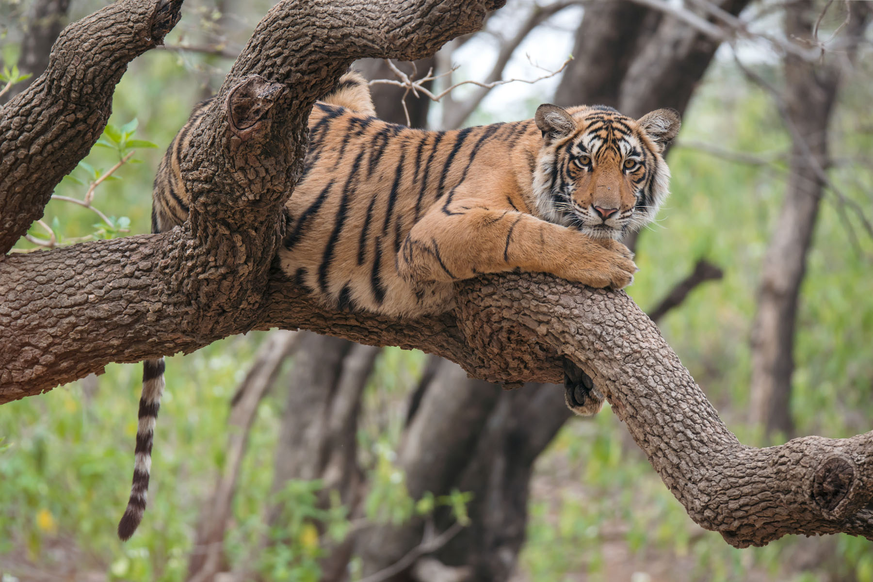 Tiger in a tree