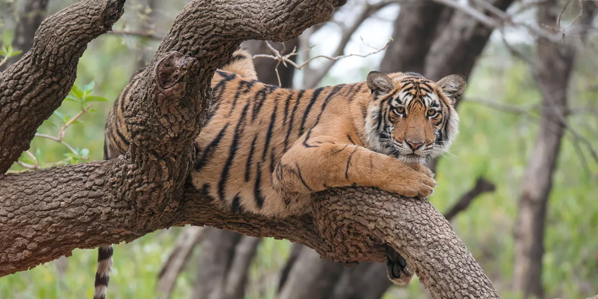 Tiger in a tree