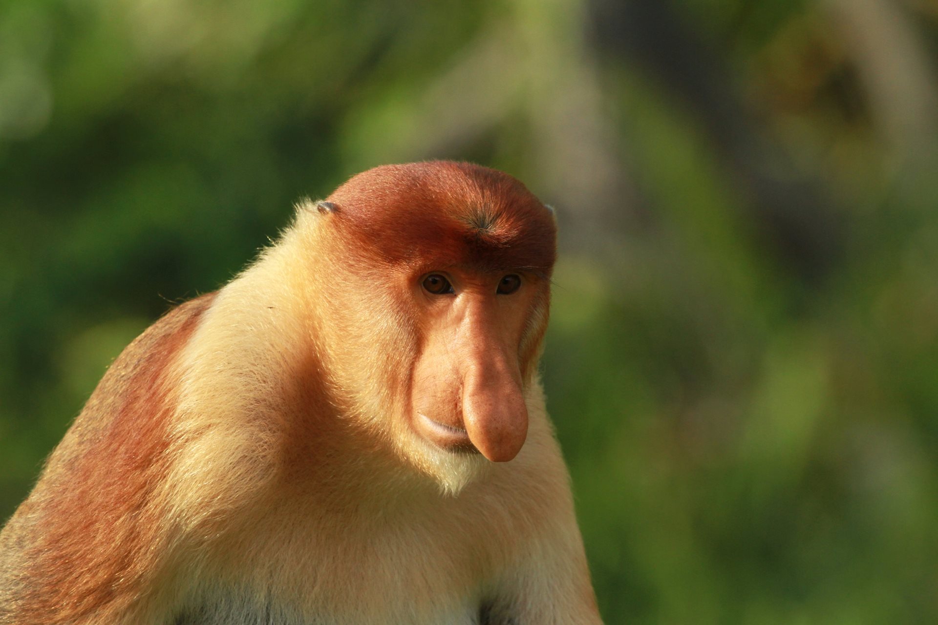 Malaysia and Borneo Tour Packages | Adventure World Travel