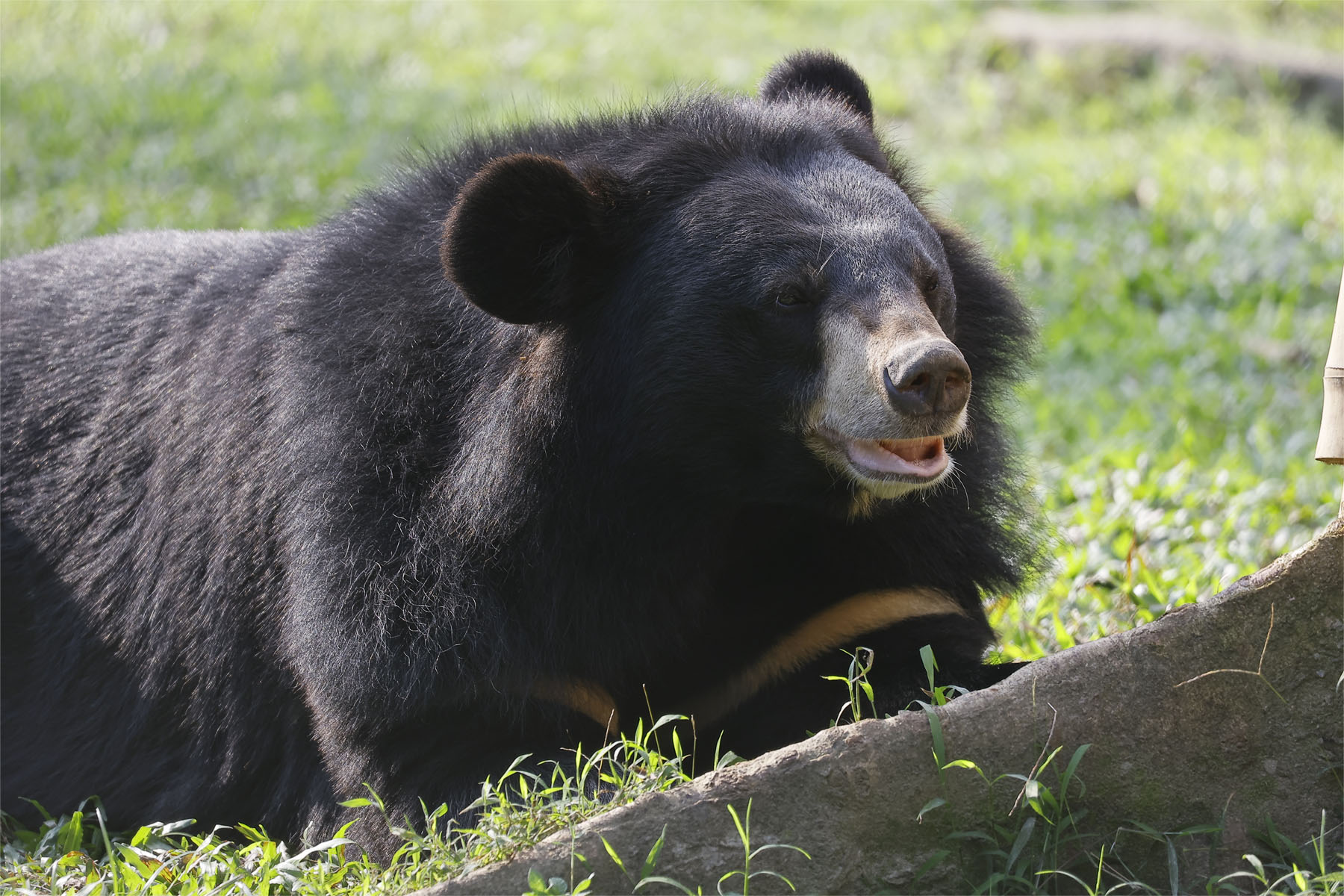 Moon Bear