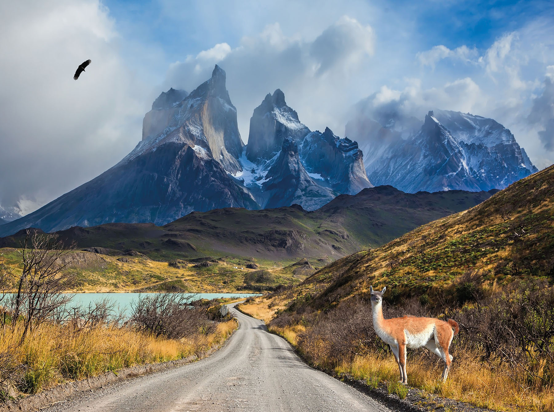 Guanaco on the Lake Pehoe