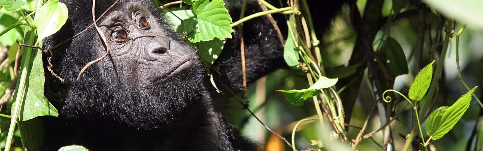 A baby gorilla in Bwindi Impenetrable Forest in Uganda