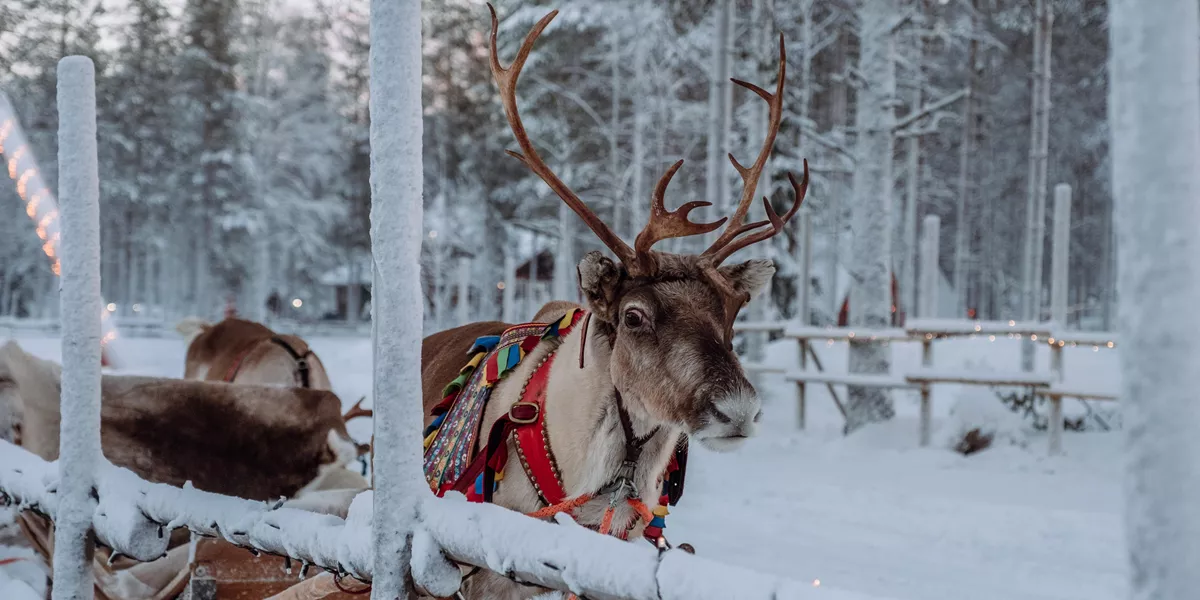 A reindeer is tied to a sled in the snow