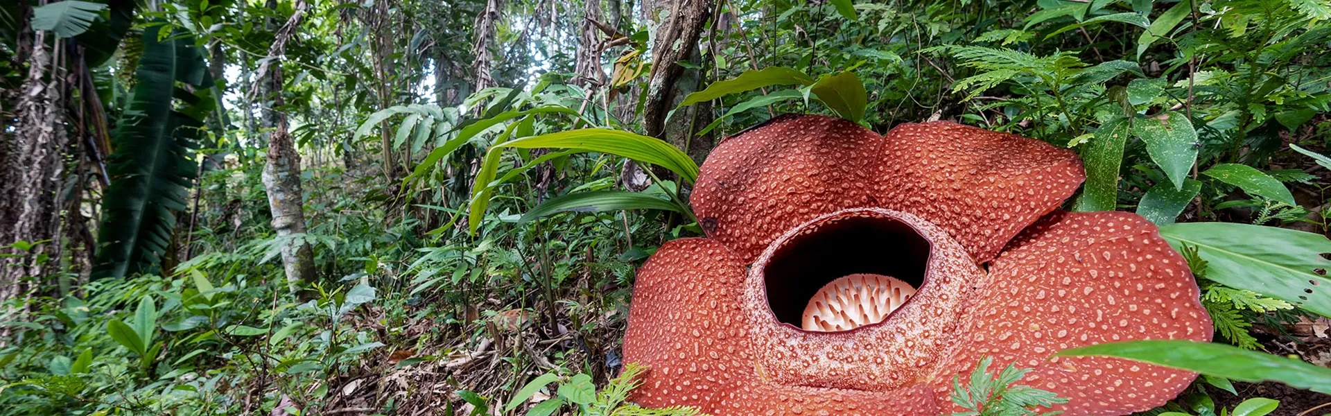 Borneo Sabah Rafflesia Keithii Flower