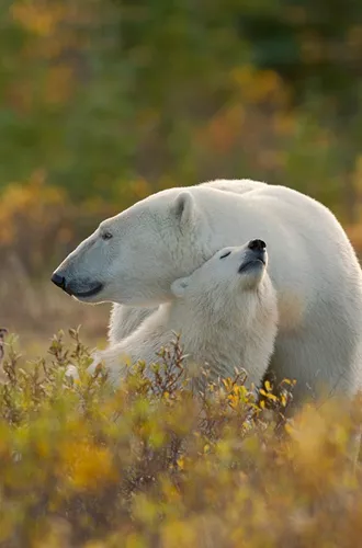 Two polar bears cuddling