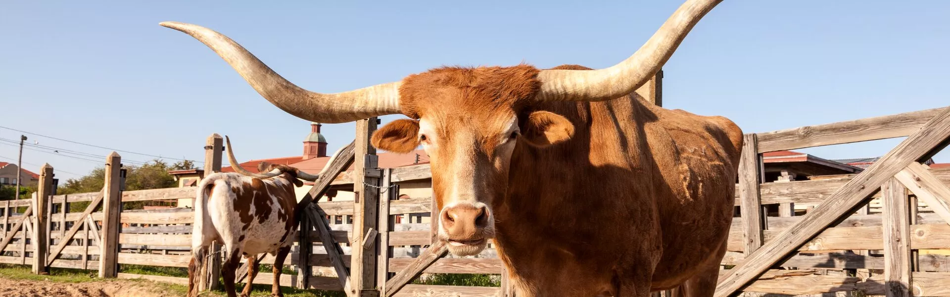 Two longhorn cattle