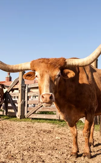 Two longhorn cattle