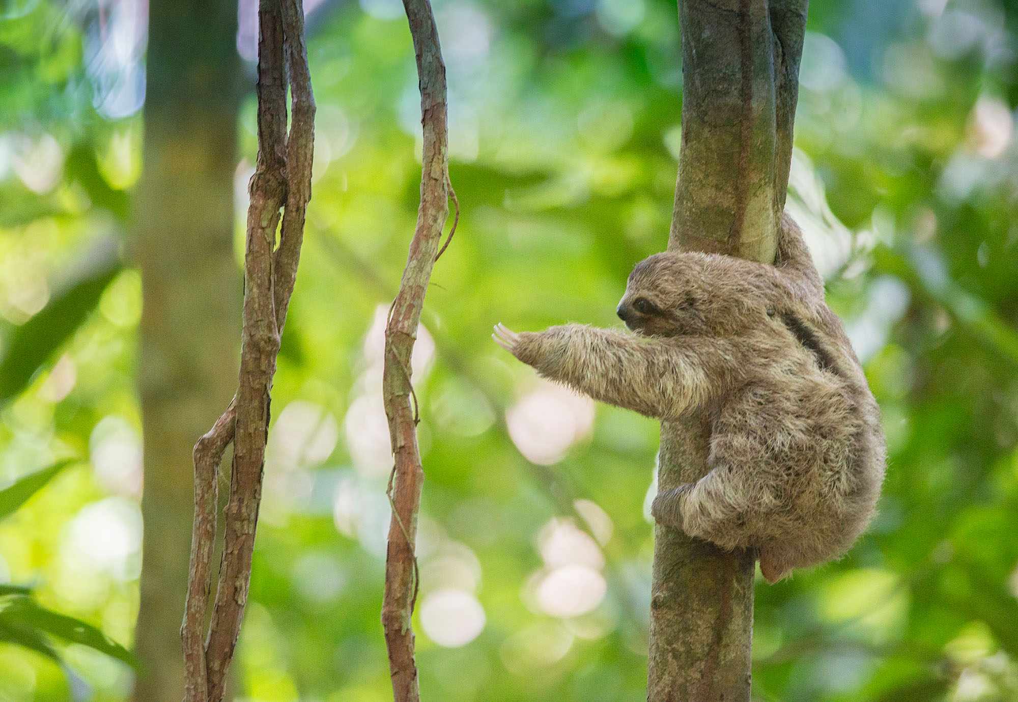 Sloth in a tree