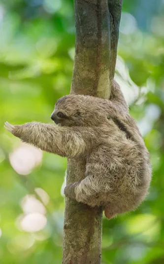 Sloth in a tree