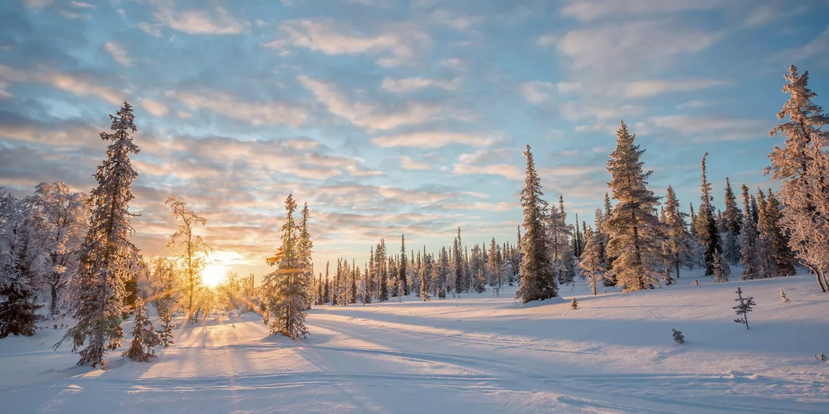 Snowy forest in Saariselkä, Finland