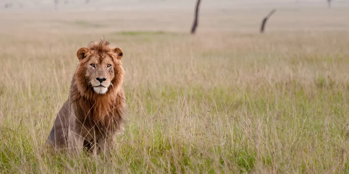 Lion sitting in Masai Mara National Reserve in Kenya