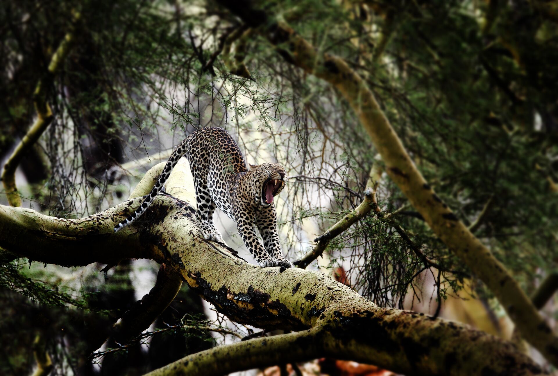 Leopard yawning and stretching in a tree