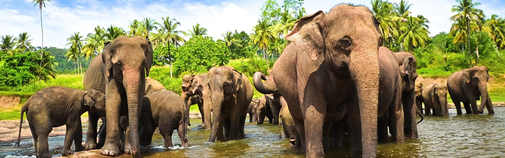 A herd of elephants standing in a body of water among palms