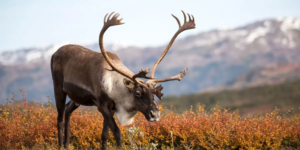 USA Alaska Denali Ntl Park Bull Caribou