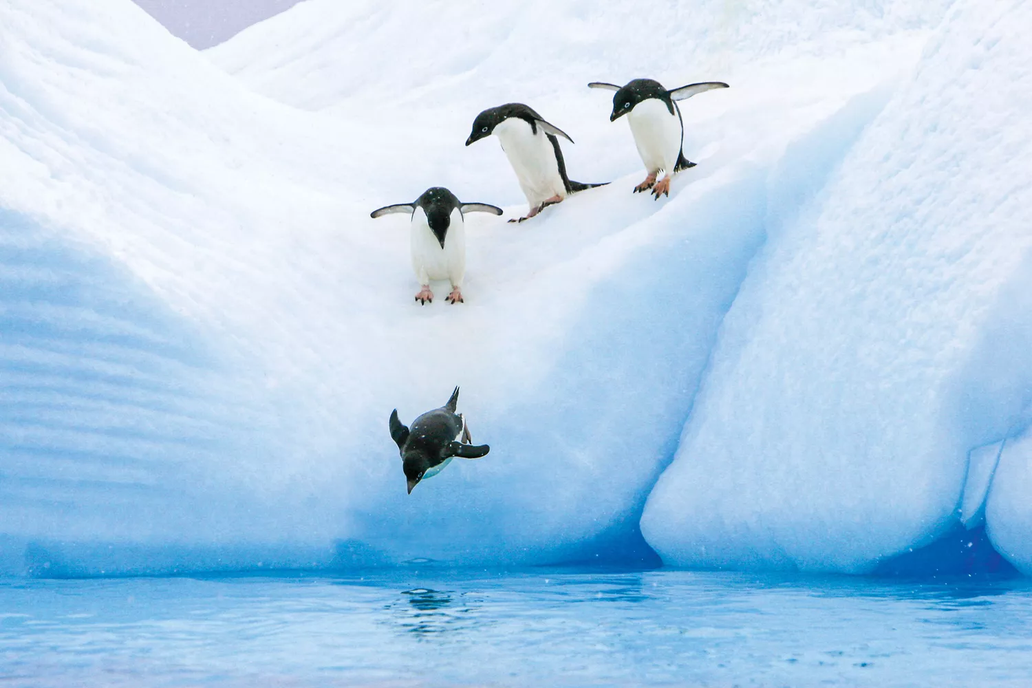 A group of penguins jumping into the water