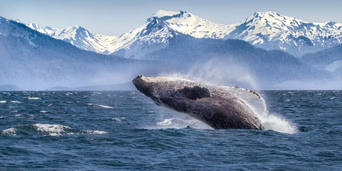Whale breaching in Alaska