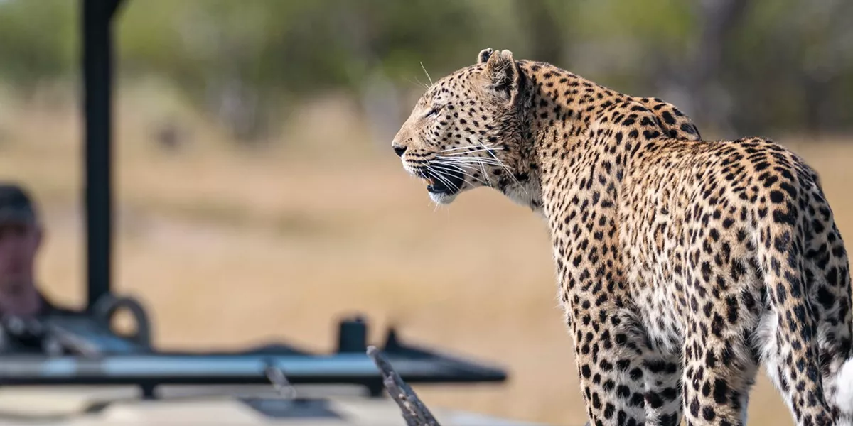Botswana Okavangodelta Leopard Safari