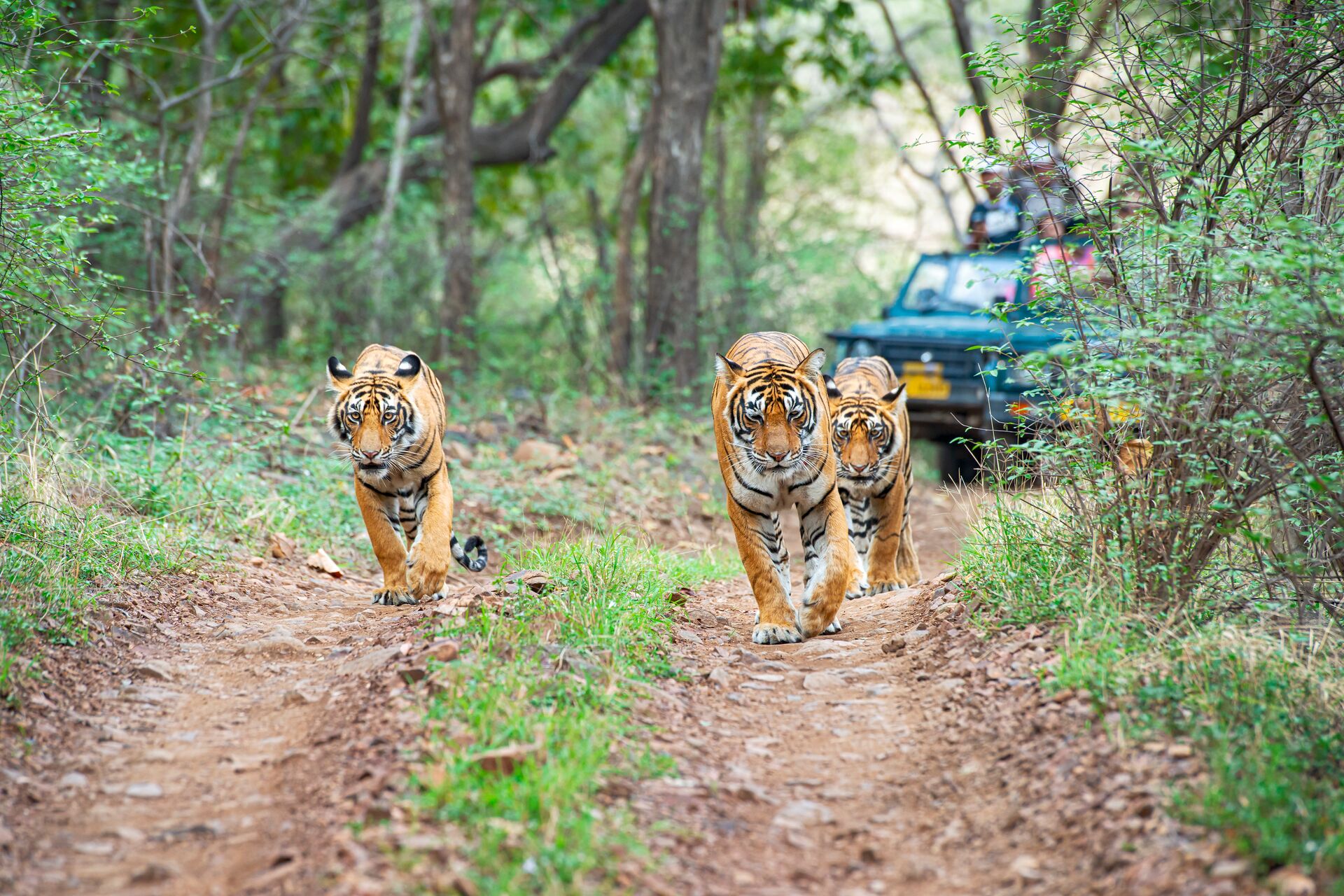 three Bengal Tigers walking alot a road with a safari vehicle following