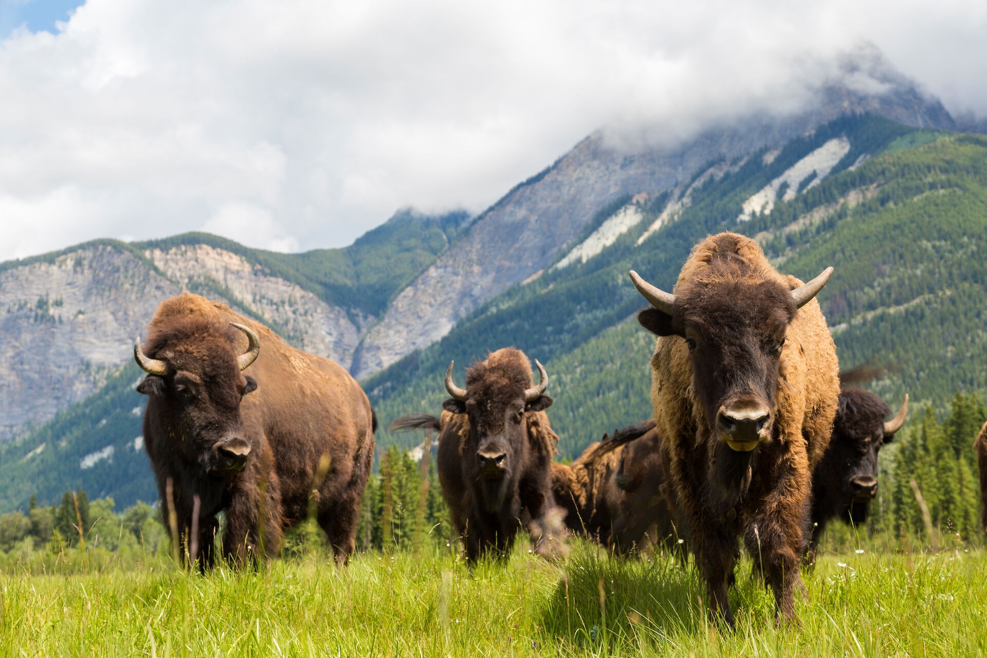 Herd Of Buffalo Or Bison