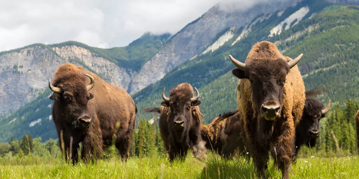 Herd Of Buffalo Or Bison