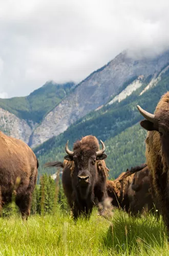 Herd Of Buffalo Or Bison