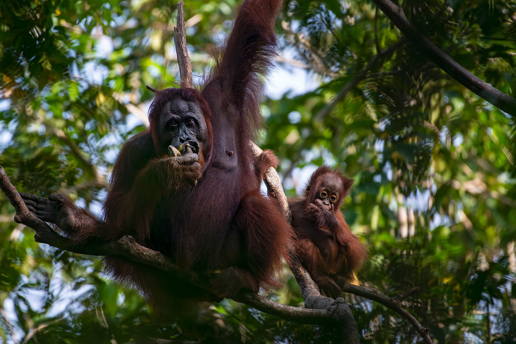 Orangutans in a tree