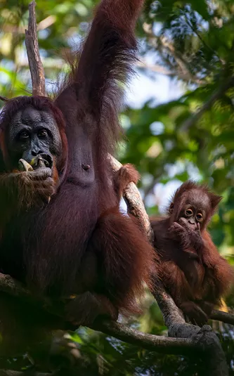 Orangutans in a tree