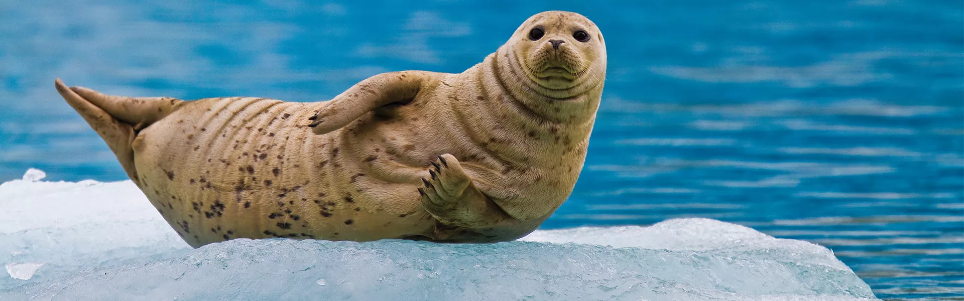A seal sitting on top of an ice floet