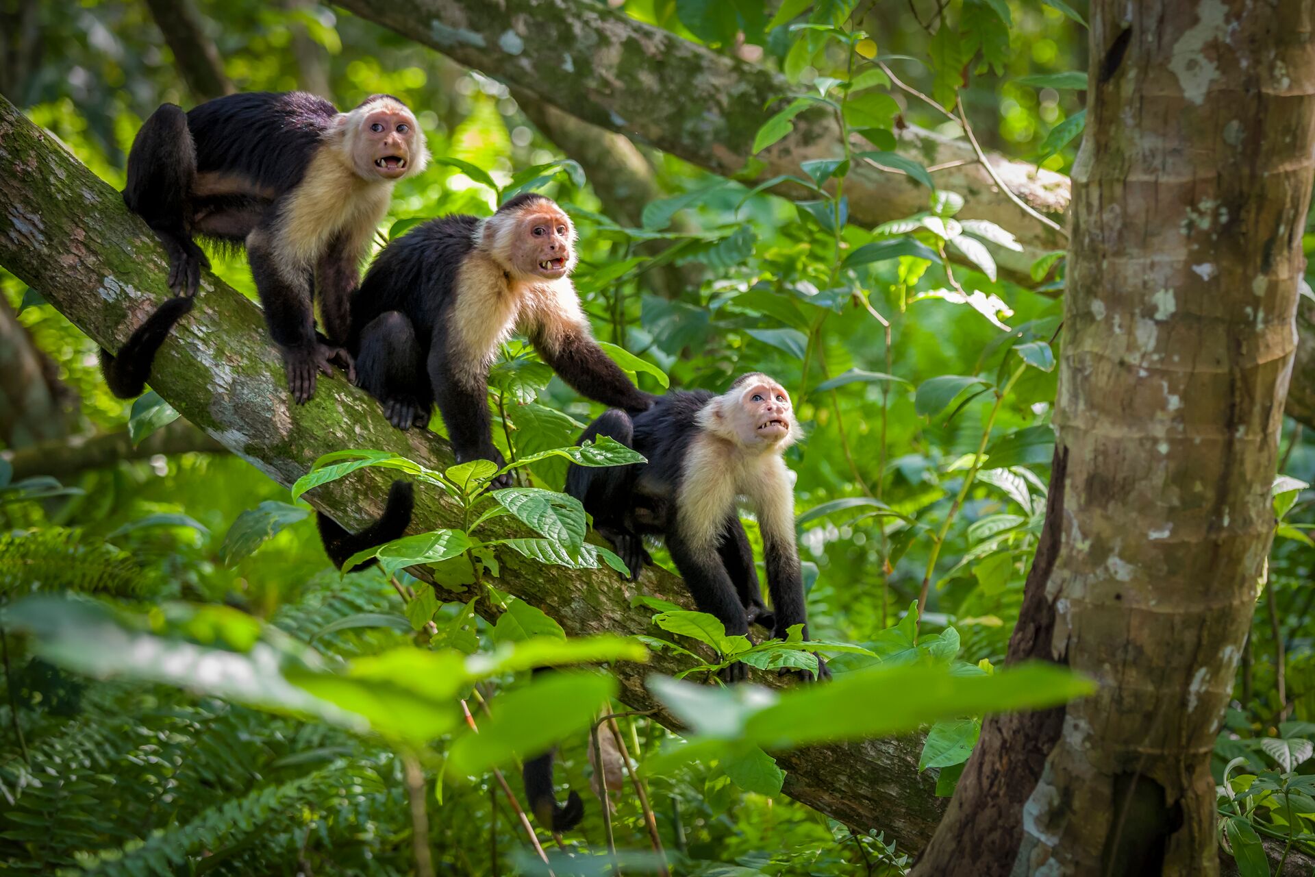  Three White Faced Capuchin Monkey Baby In Tree Tops