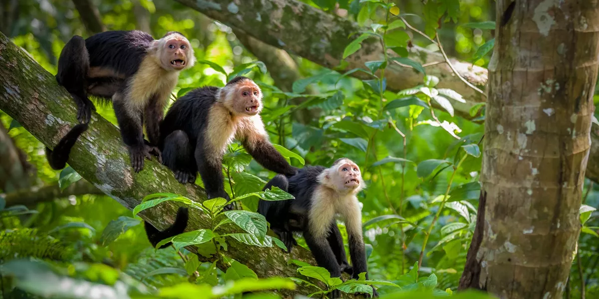 Three White Faced Capuchin Monkey Baby In Tree Tops