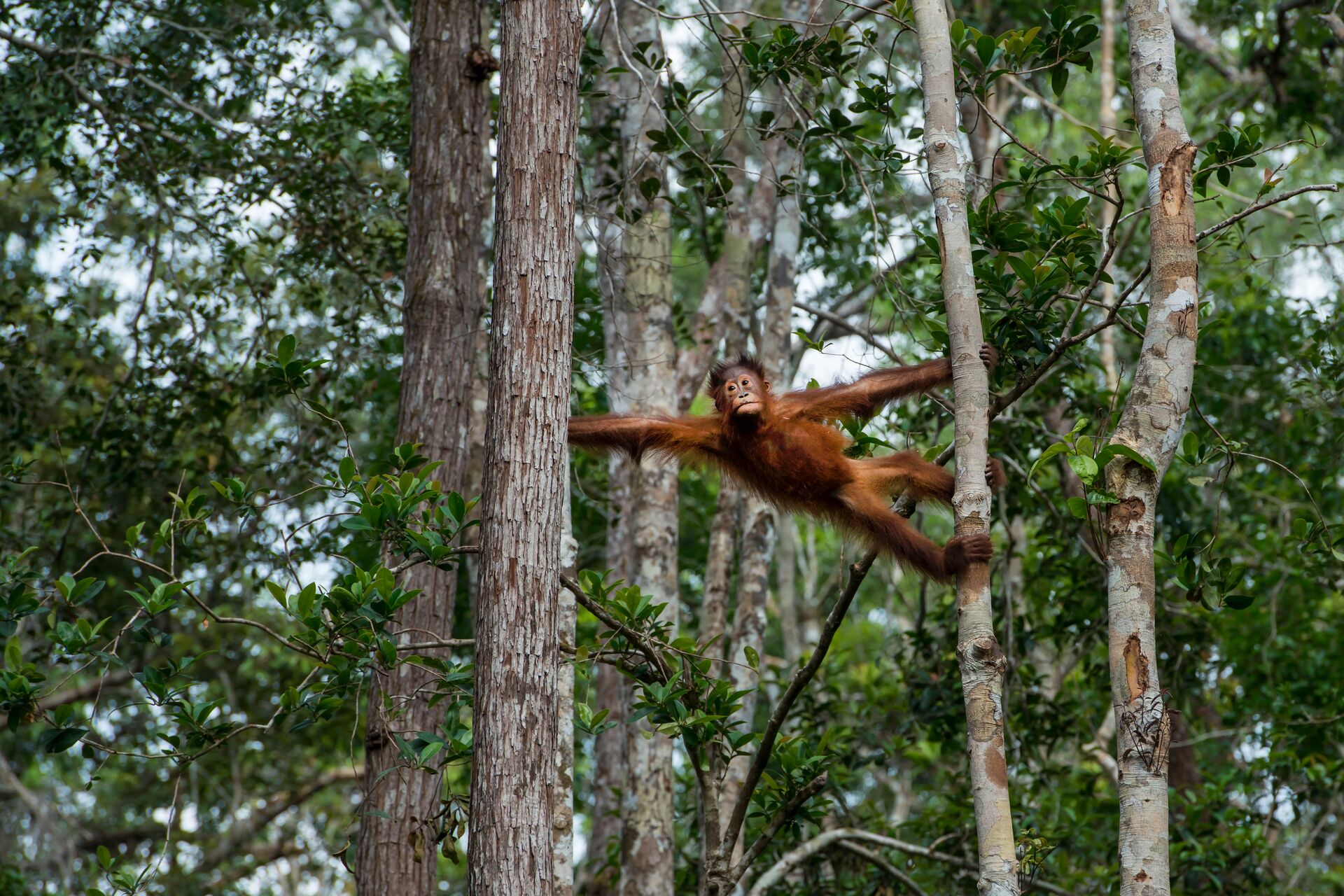Orangutan hanging between two trees