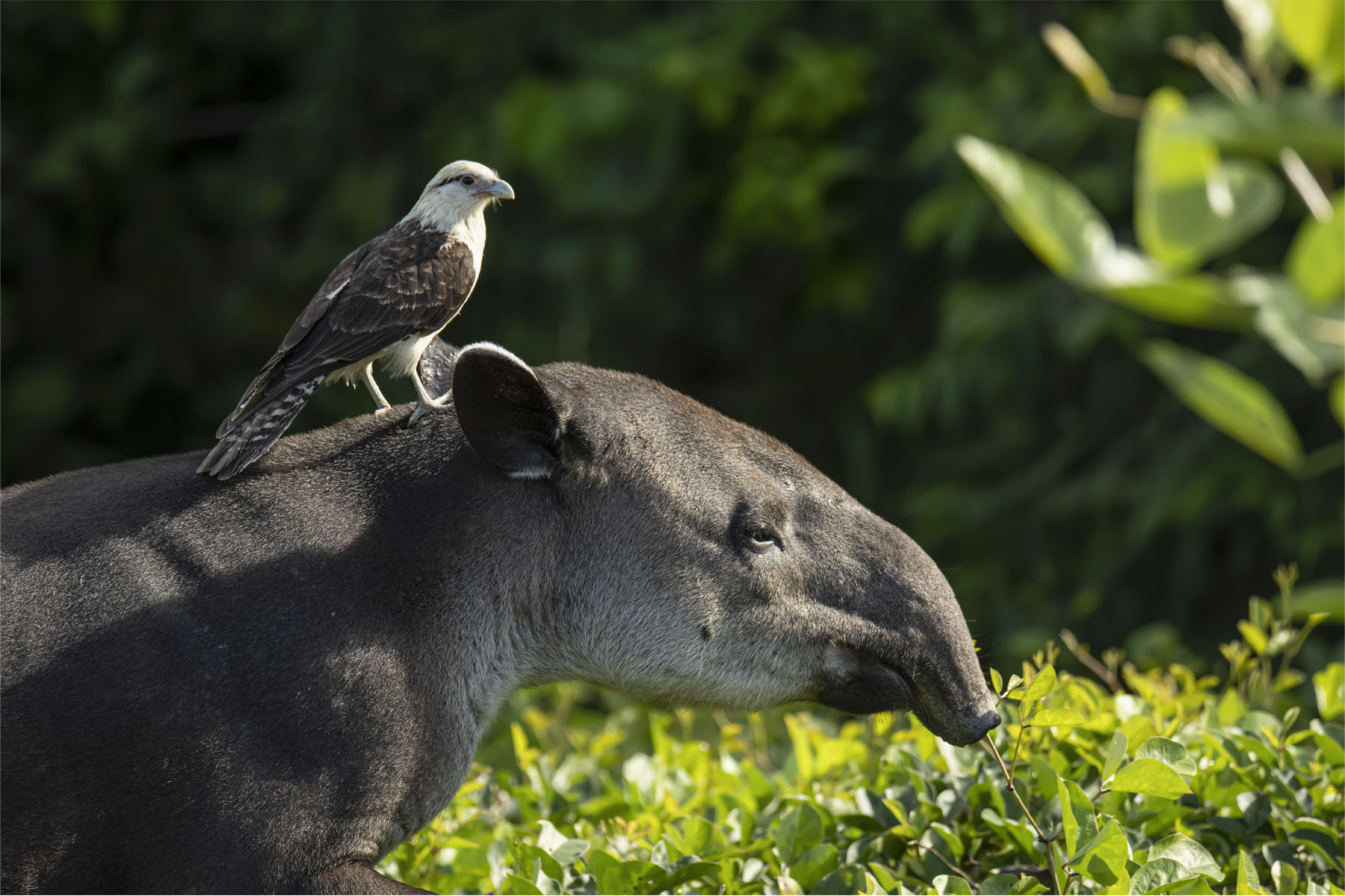 Costa Rica Corcovado National Park Baird's Tapir And A Yellow Headed Caracara