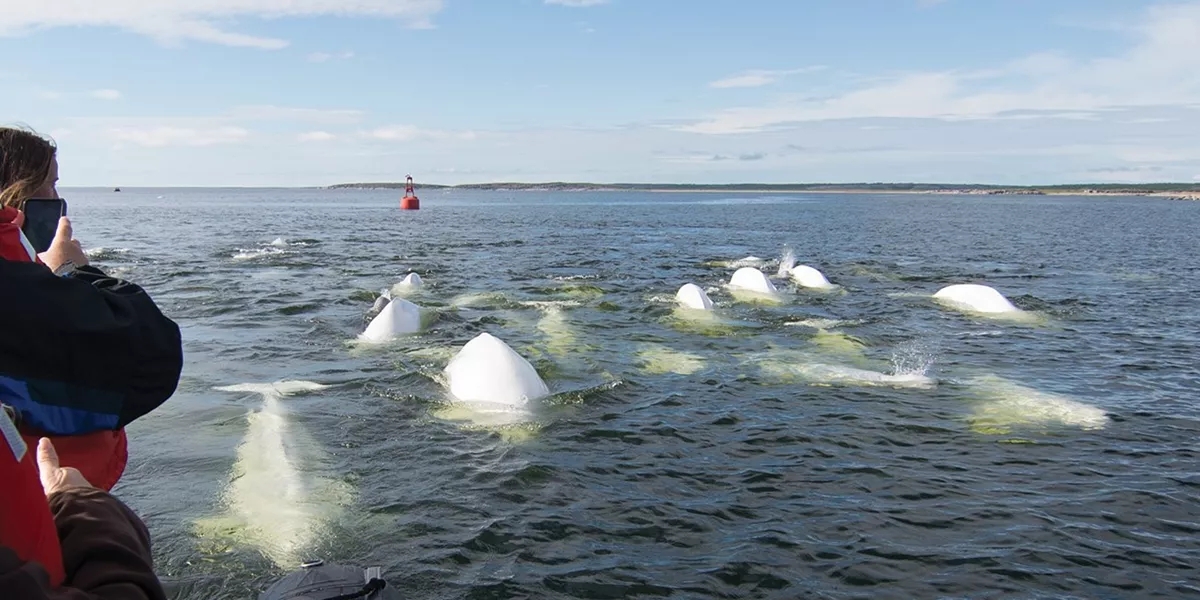 Beluga Whales Arctic Wildlife Of Churchill