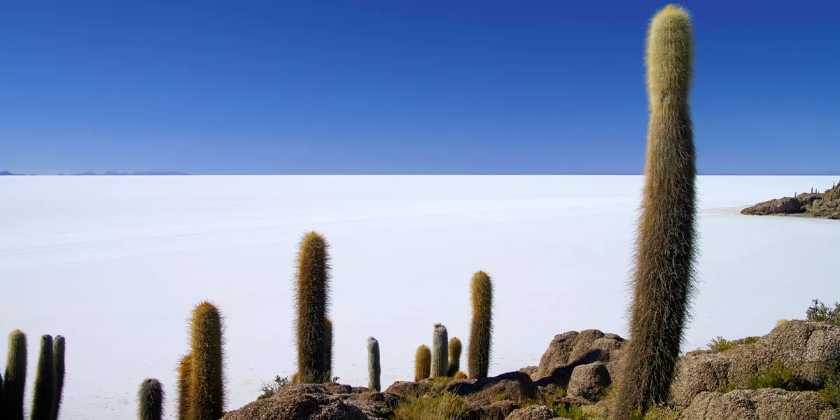 A group of cactus plants in the desert